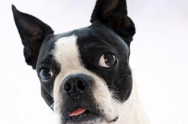 can boston terriers eyes pop out