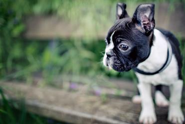 how long does it take for a boston terriers ears to stand up