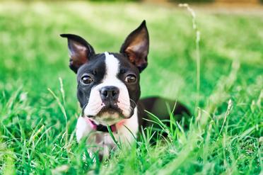 boston terriers ears when do they stand up