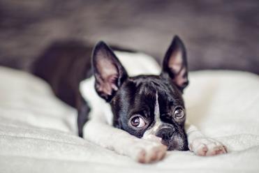 can boston terriers be left home alone