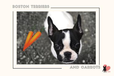 are carrots good for a boston terrier