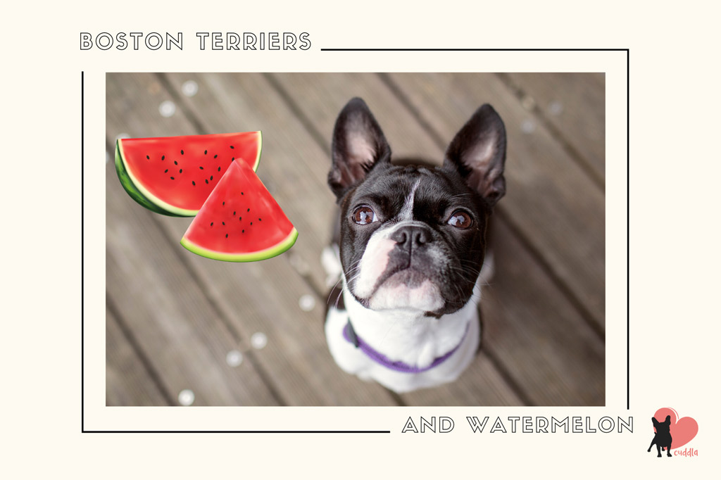 best treats for boston terrier puppies