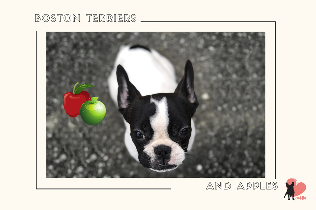 best treats for boston terrier puppies