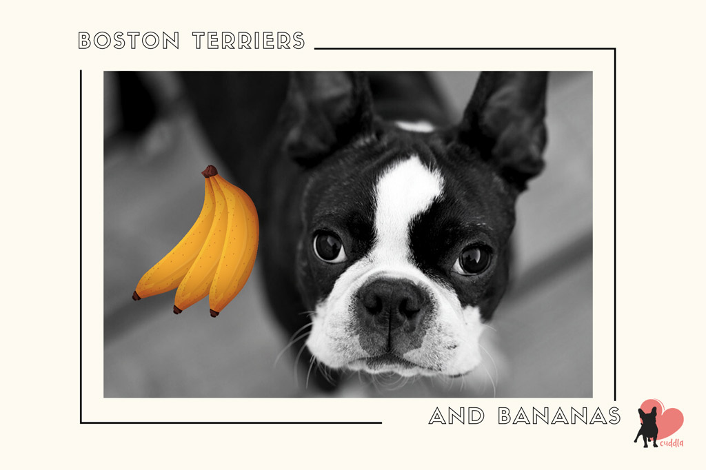 best treats for boston terrier puppies