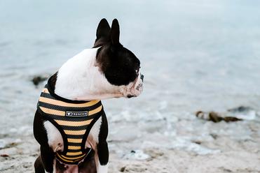 do boston terriers swim