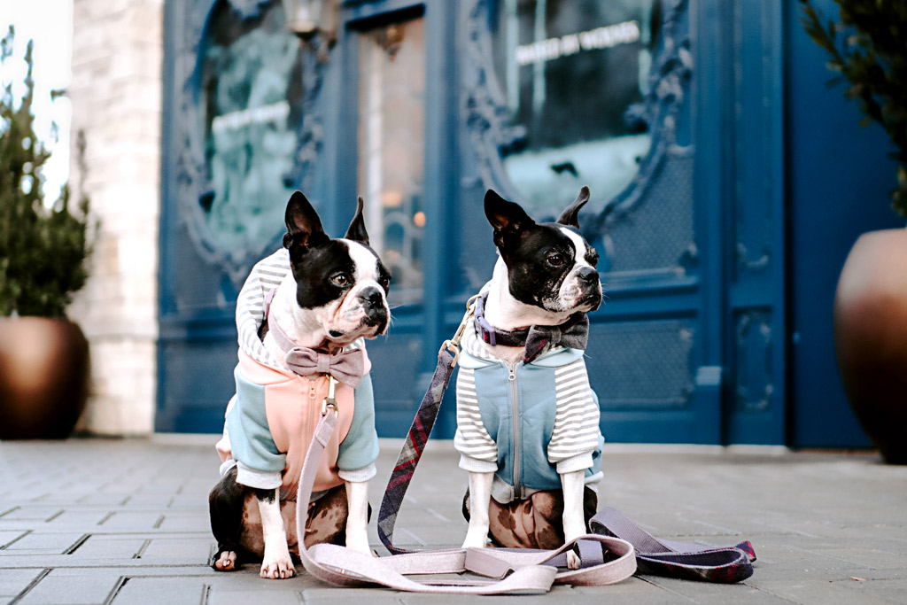 frenchie shark vest