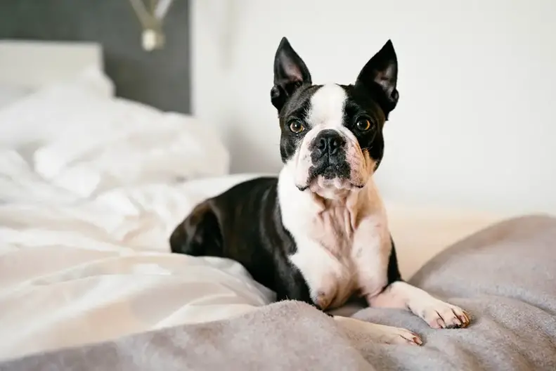 Do Boston Terriers Shed? How Can I Reduce It?