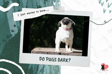 why do pugs bark so much
