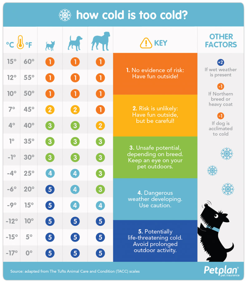 dog-care-cold-temperatura-chart