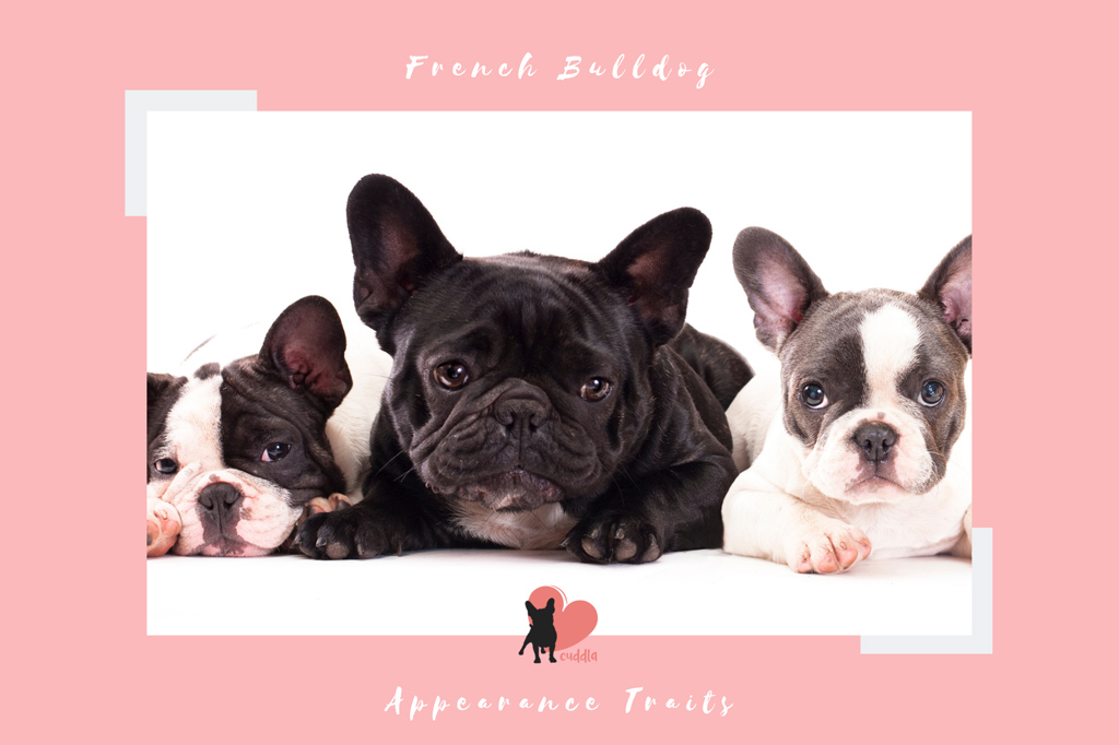 french-bulldog-appearance-traits