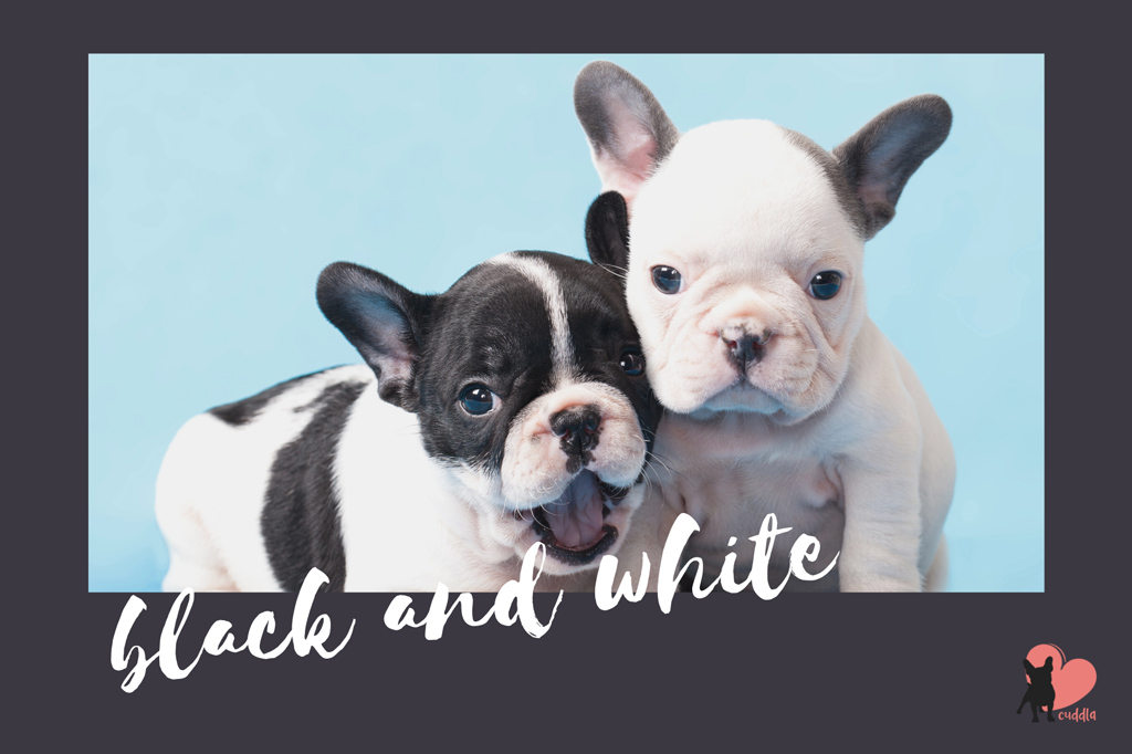 french-bulldog-black-and-white