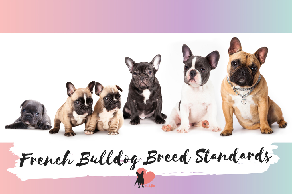 french-bulldog-breed-standards