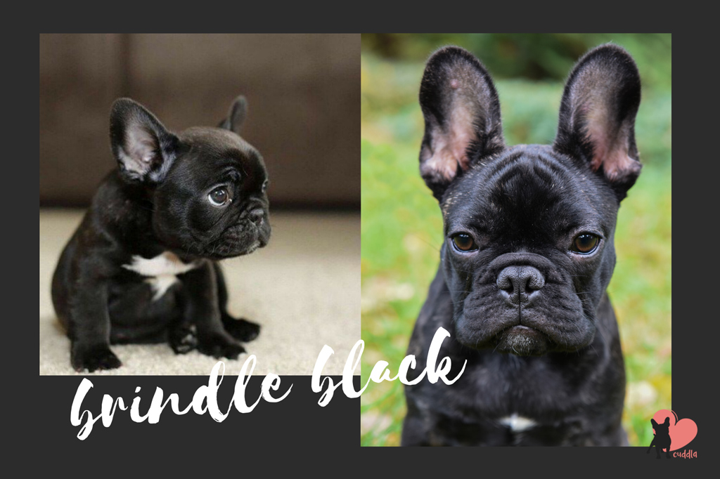 french-bulldog-brindle-black