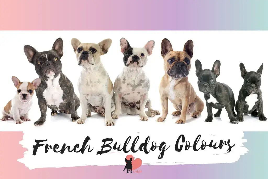 french-bulldog-colours