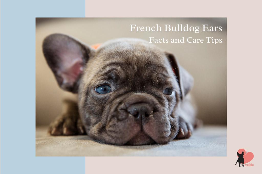 when do french bulldogs ears go up