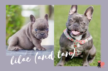 14 Rare & Standard French Bulldog Colours Explained [With Pictures]