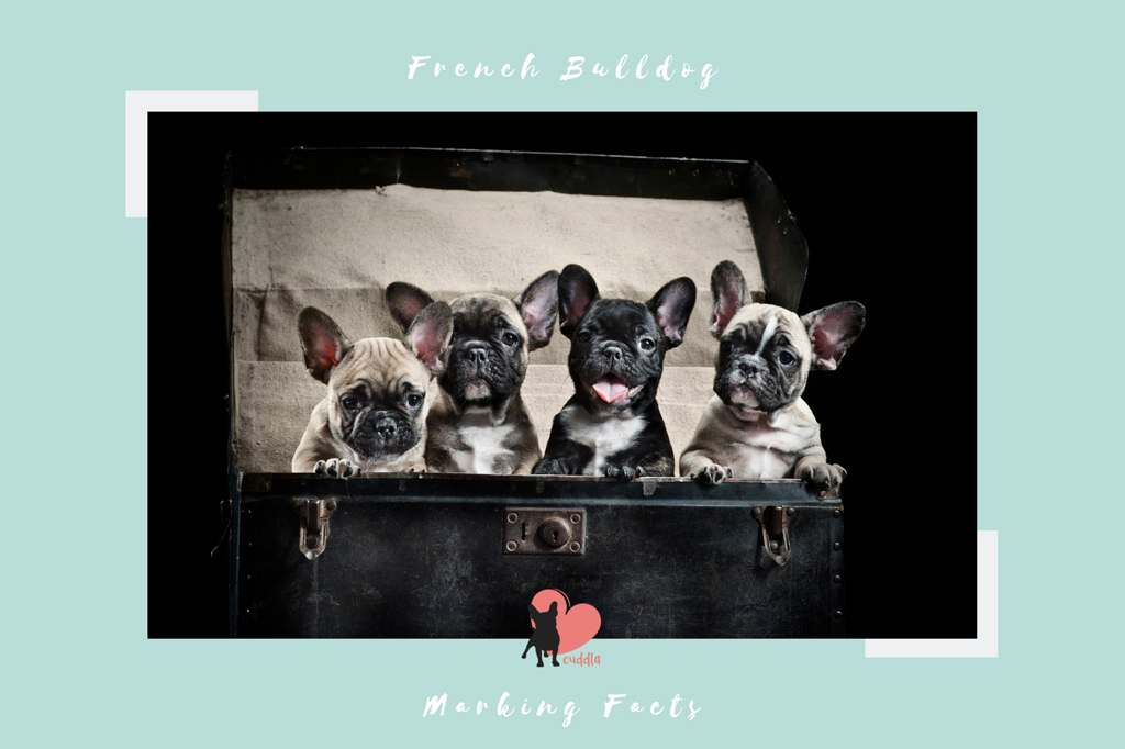 french-bulldog-marking-facts