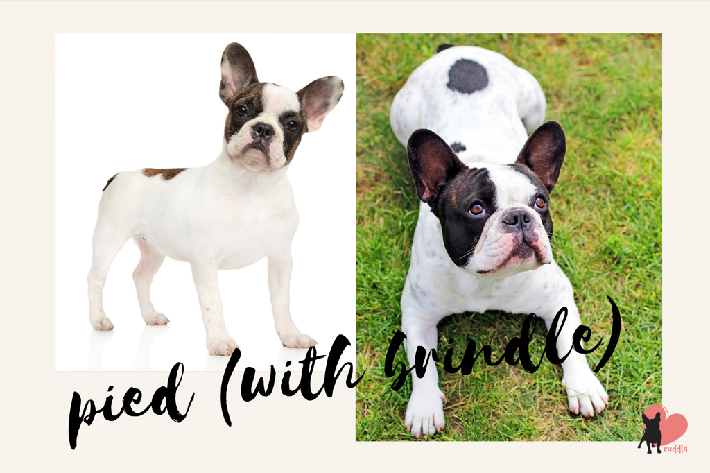 french-bulldog-pied-with-brindle
