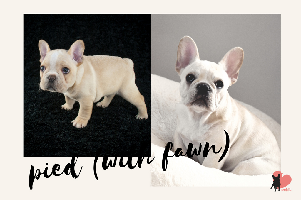french-bulldog-pied-with-fawn