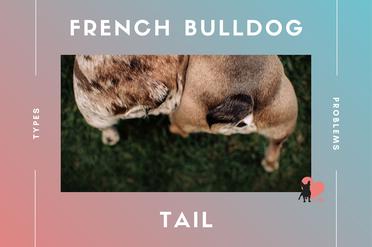 are the tails docked on a french bulldogs