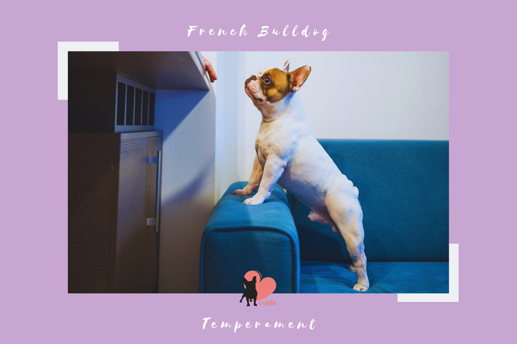 french-bulldog-temperament