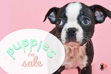 how much does it cost to adopt a boston terrier