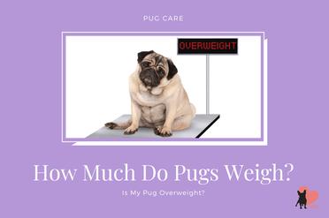 do pugs fart a lot