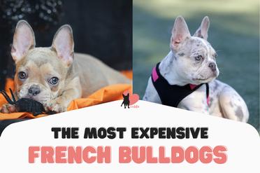 what is the most expensive french bulldog