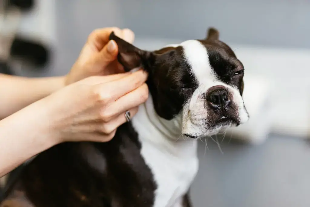 how do you clean boston terriers ears