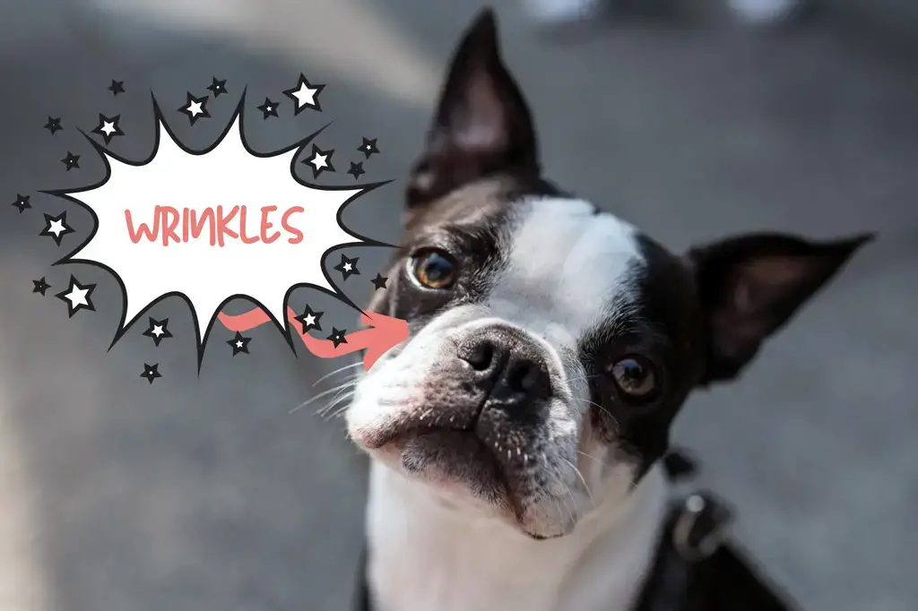 How to Clean Boston Terrier Nose Wrinkles