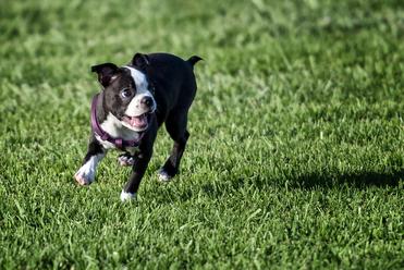 are boston terrier puppies easy to potty train