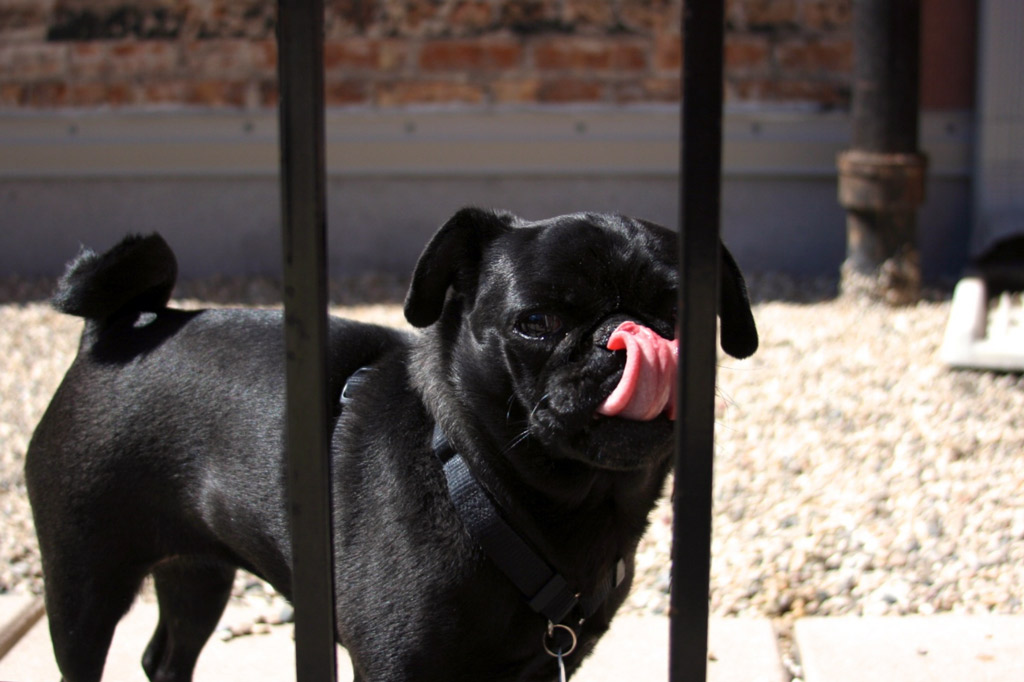 how-to-prevent-pug-licking-everything
