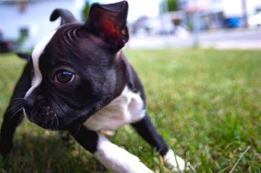 how do i get my boston terrier to stop biting