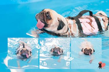 can a pug swim