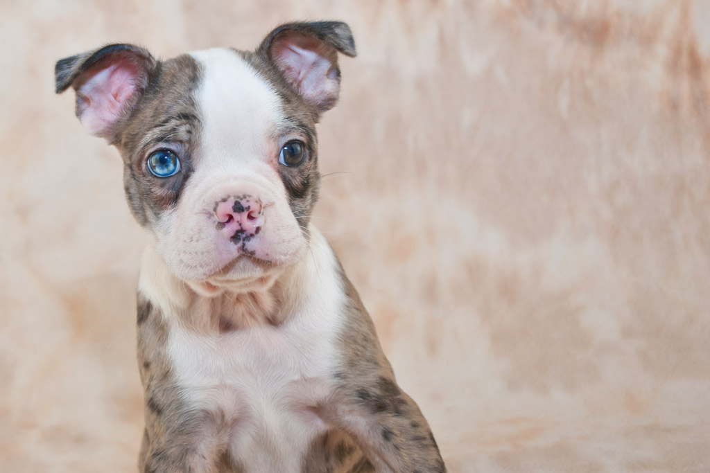 blue brindle boston terrier