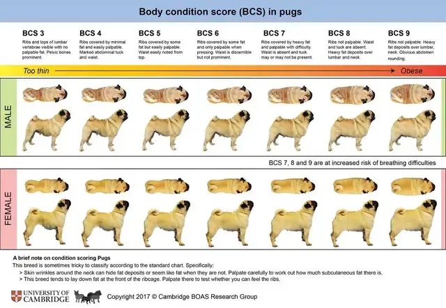 pug-body-condition-chart