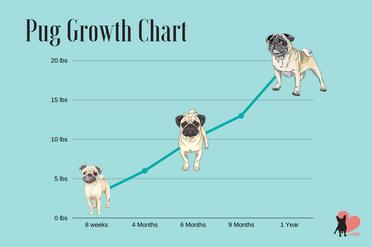 what age is a pug fully grown