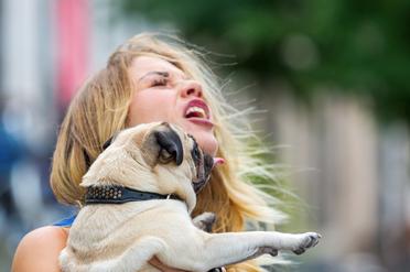 why do pugs lick