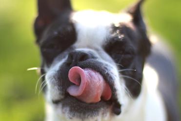 why does my boston terrier lick me so much