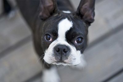 Do Boston Terriers Drool?