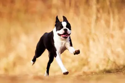 Boston Terrier Training Method, Session and Schedule