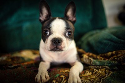 Boston Terrier Socialization In 8 Steps [Plus Checklist]