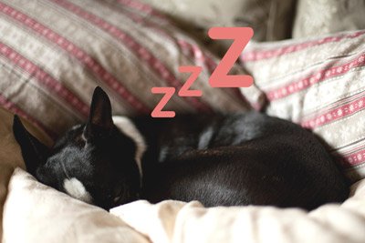 how long do boston terriers sleep