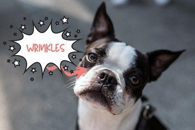 how do you clean boston terrier eyes