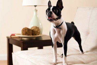 how to train my boston terrier