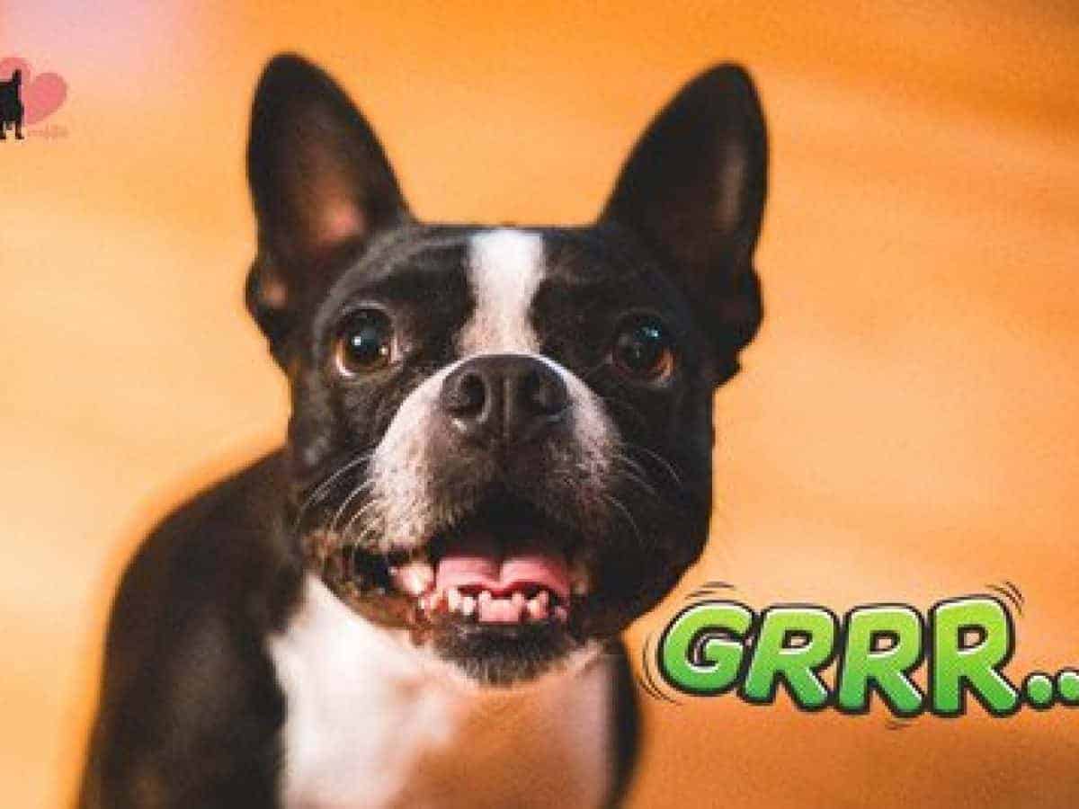 Are Boston Terriers Aggressive The Ladder Of Aggression Are Boston Terriers Aggressive The