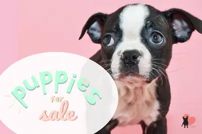 How Much Do Boston Terriers Cost? Adoption vs Breeders