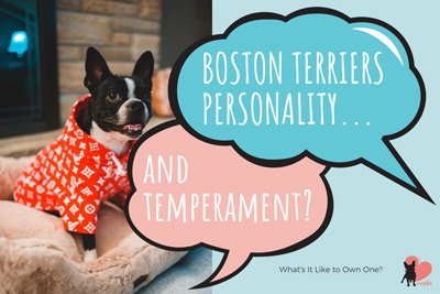 Boston Terriers Personality - What's It Like to Own One?