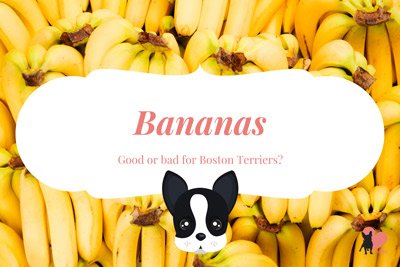 can boston terriers have bananas