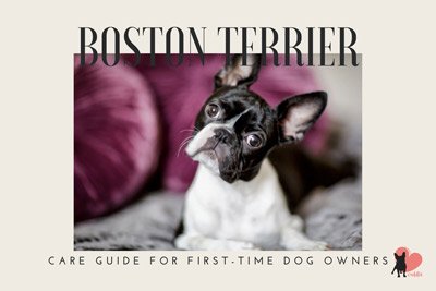 How to Care for a Boston Terrier in 5 Steps - Beginner's Guide